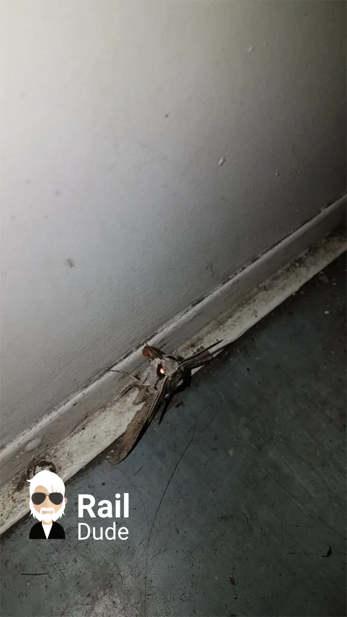 Insecte în trenul de noapte.